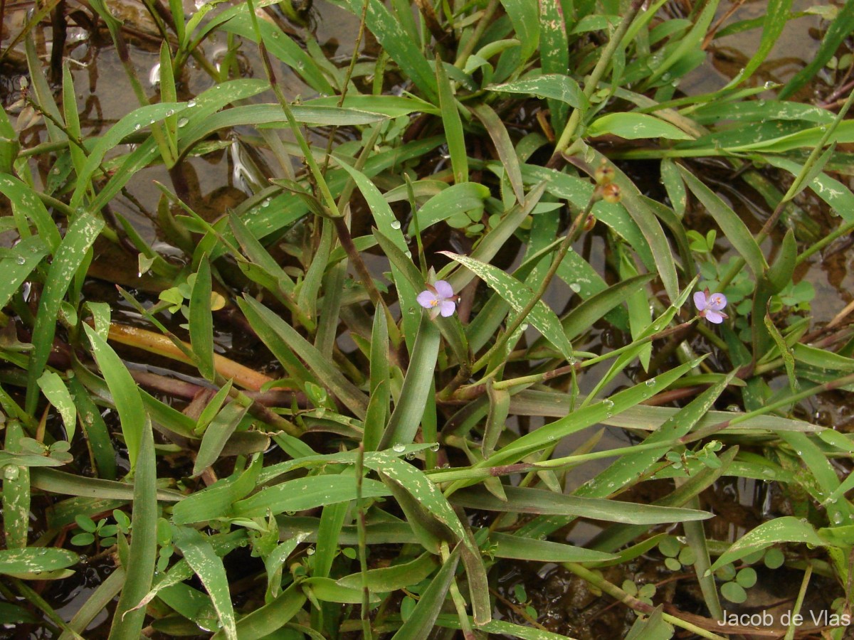 Murdannia vaginata var. vaginata